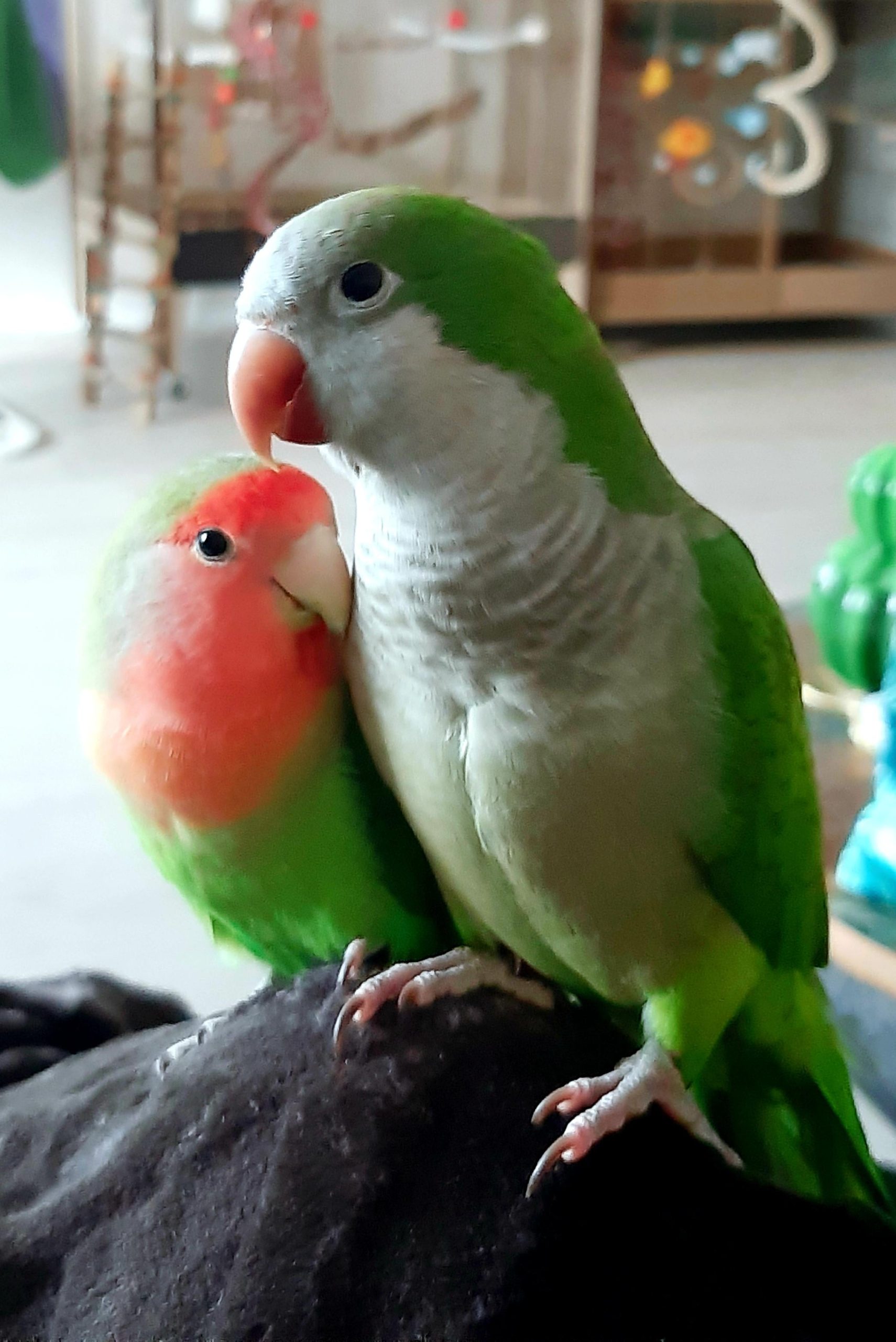 Why Do Love Birds Feed Each Other