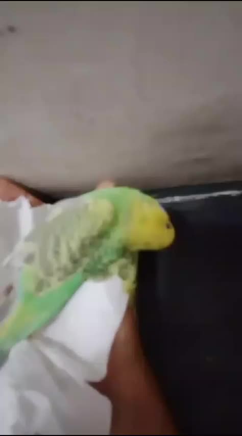 Why Do Pet Birds Suddenly Die