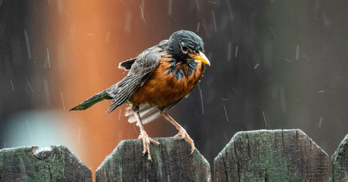 Why Does Bad Weather Cause a Change in Bird Behavior