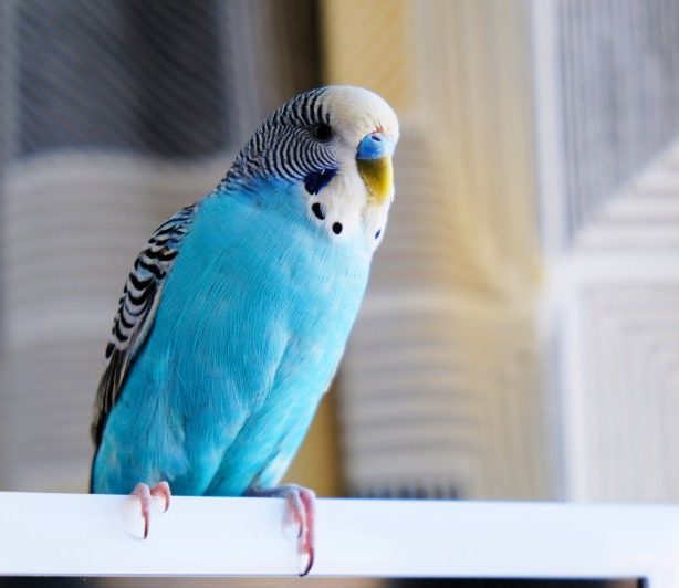 Why Does My Pet Bird Keep Chirping