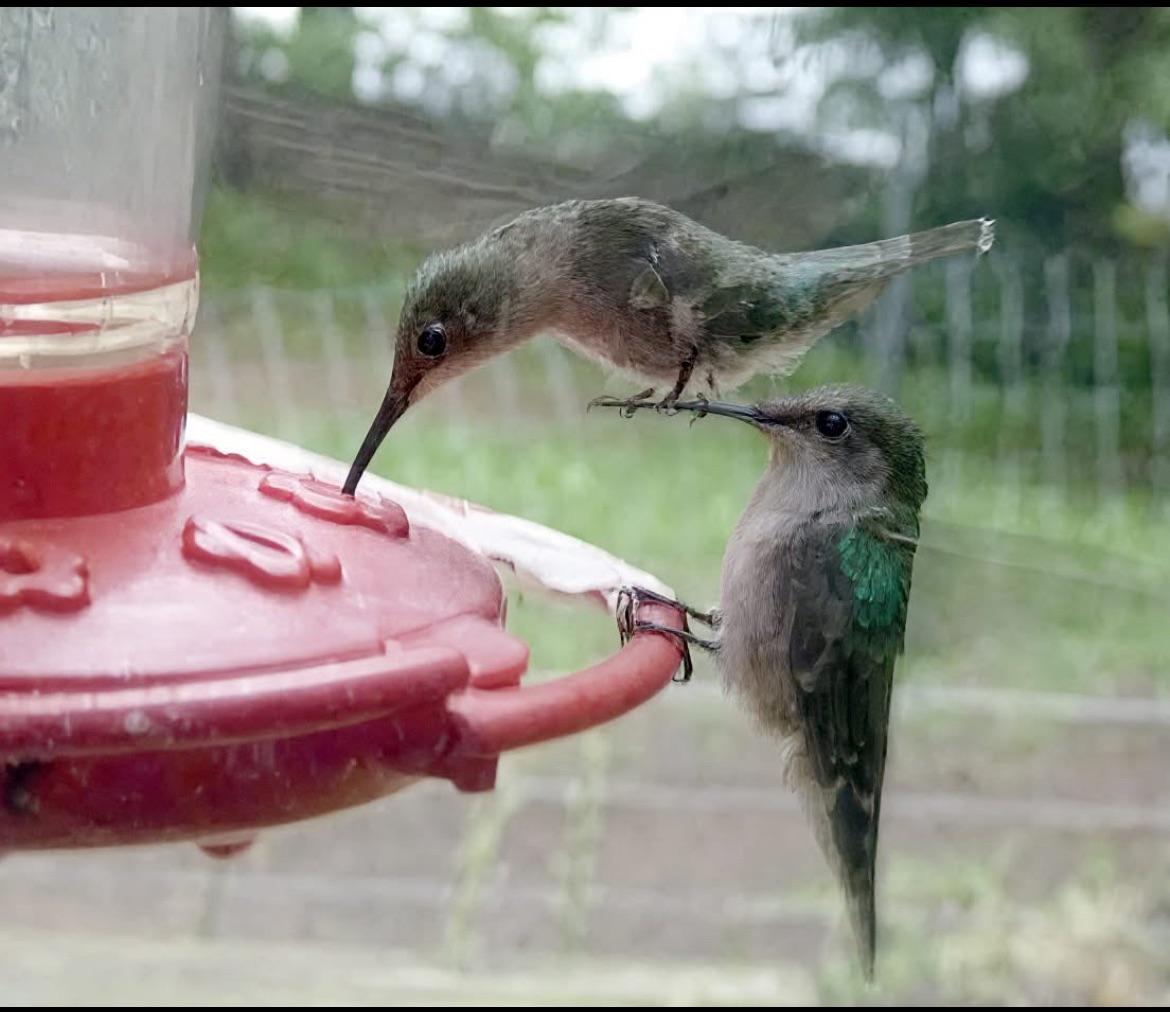 Why Don'T Humming Birds Come to Feeder