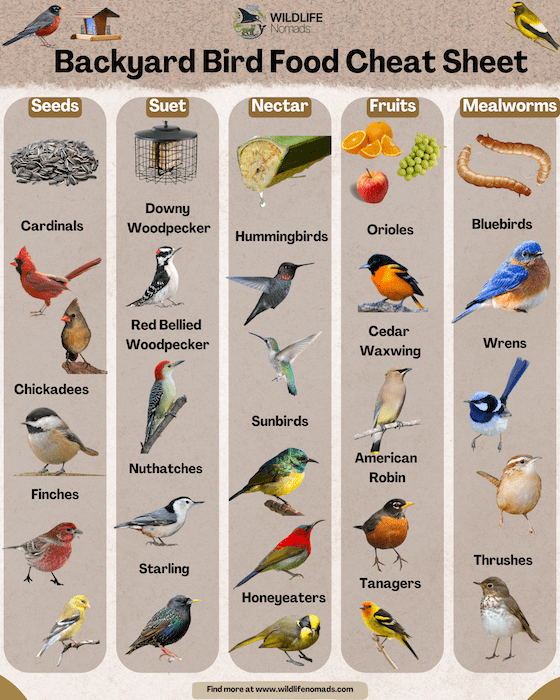 Why Feed Backyard Birds