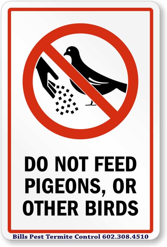 Why Not Feed the Birds