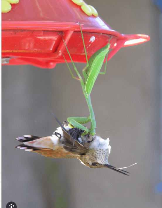 Why Shouldnt You Feed Humming Birds Praying Mantis
