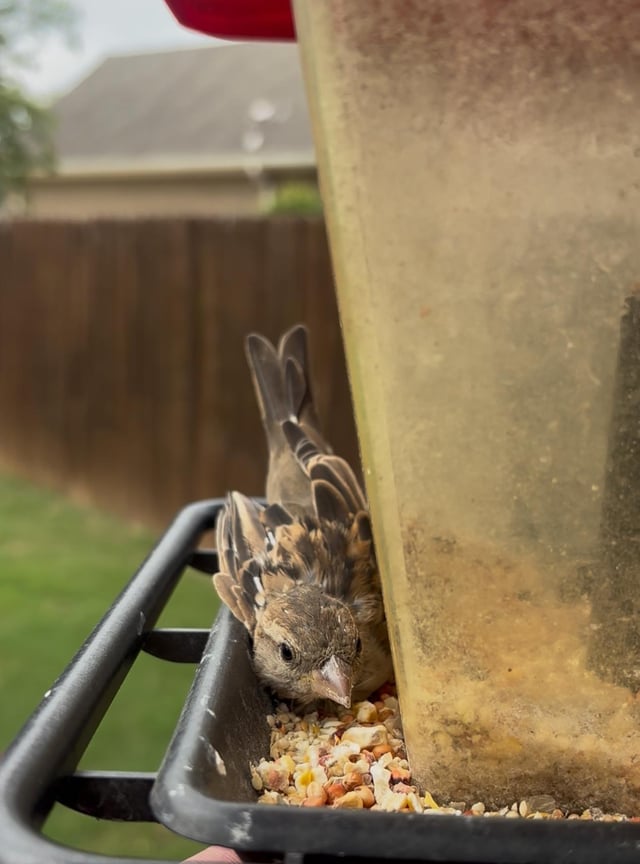 Why Won T Birds Use My Feeder