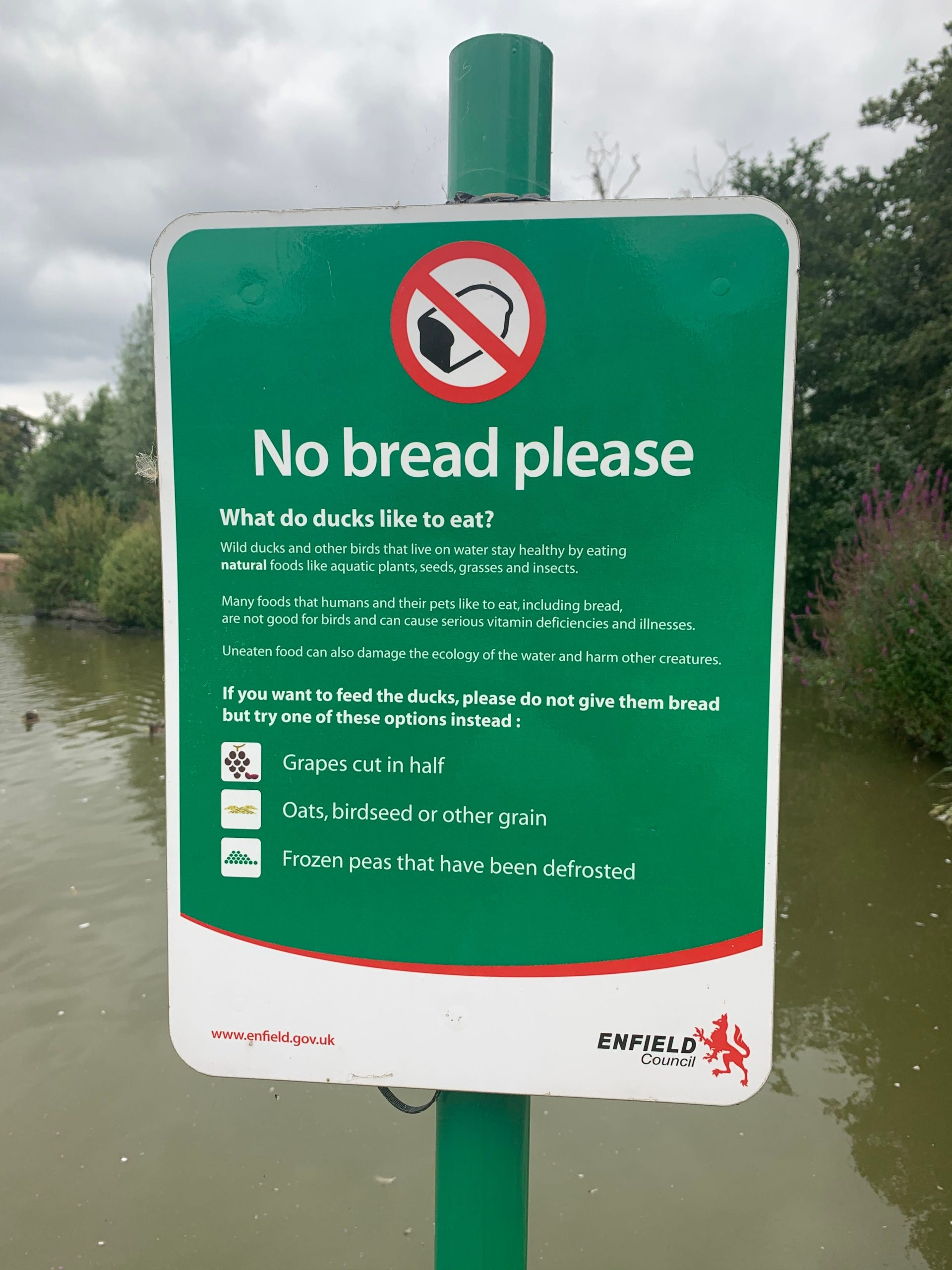 Why You Should Not Feed Birds Bread