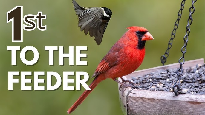 Will Birds Come to My New Feeder