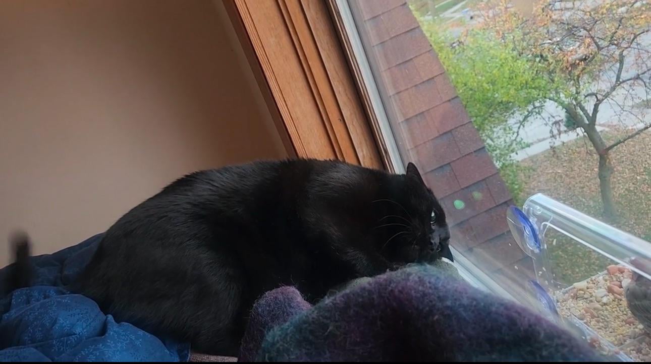 Will Birds Use a Window Feeder With Cats Watching