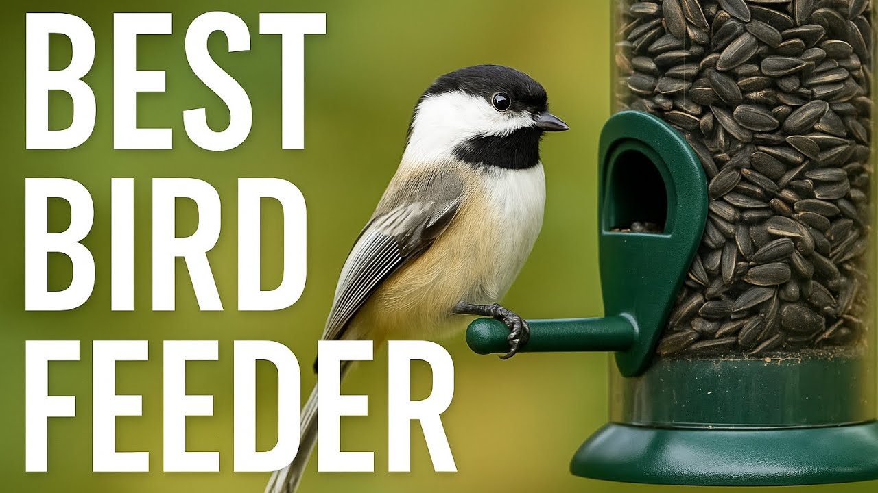 Will Chickadees Eat from a Bird Feeder