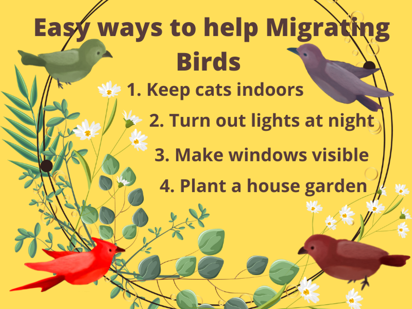 Will Feeding Birds Prevent Them from Migrating