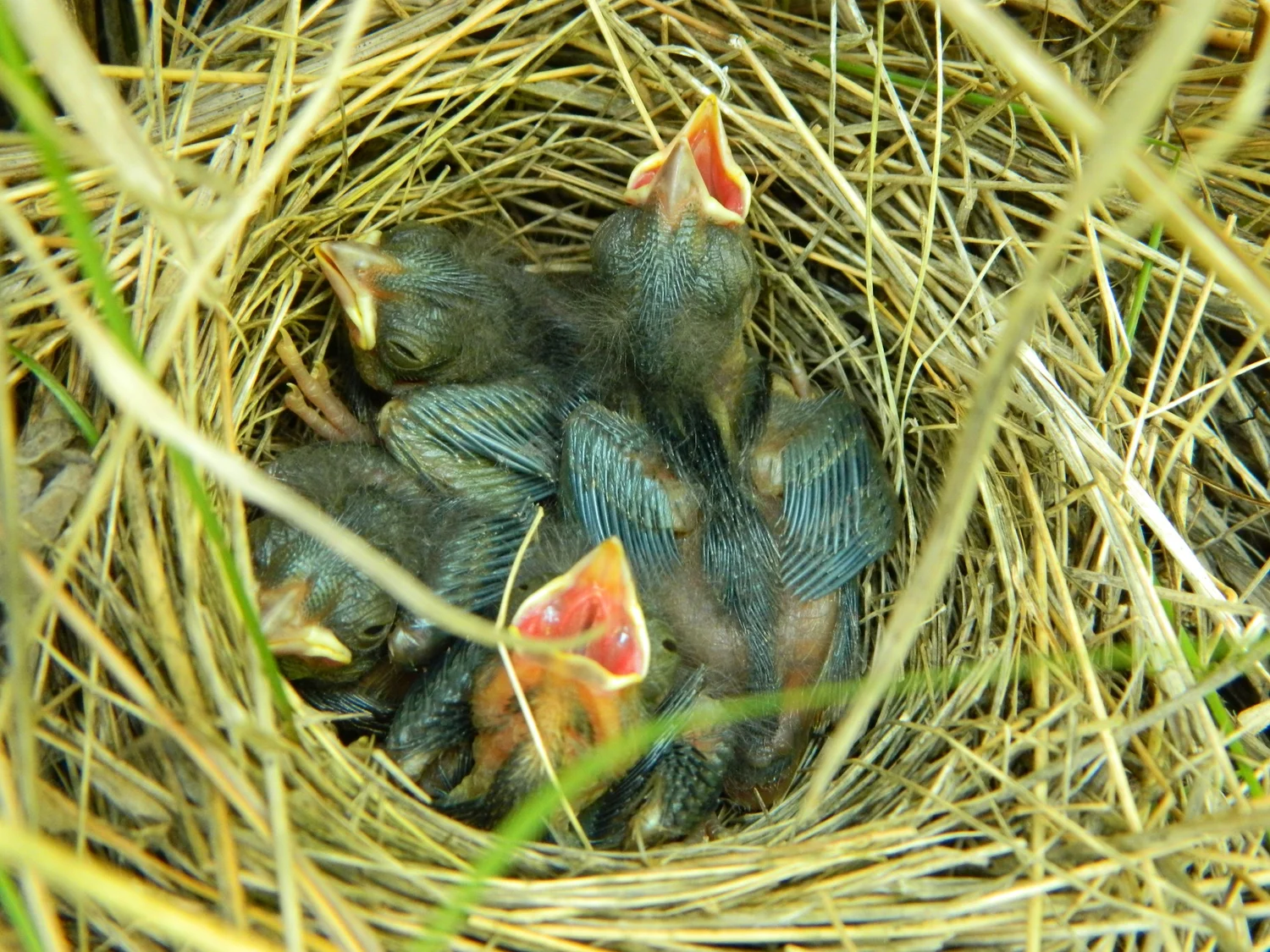 Will Male.Birds Sit on Nest And Feed Babies