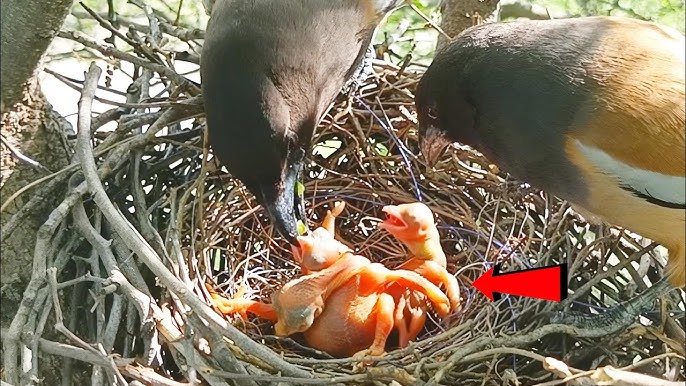 Will Mama Bird Feed Babybfell Ouy of Nrst
