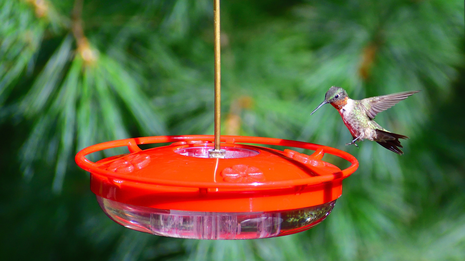 Will Mold in My Hummingbird Feeder Kill the Birds