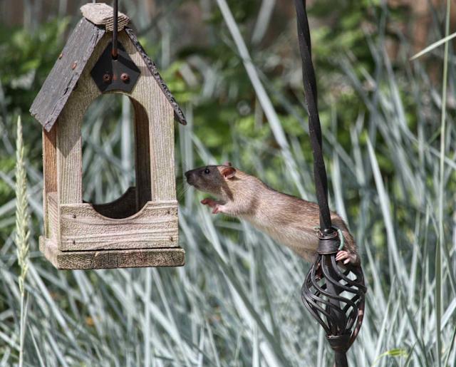 Will My Neighbors Bird Feeder Bring Mice to My House