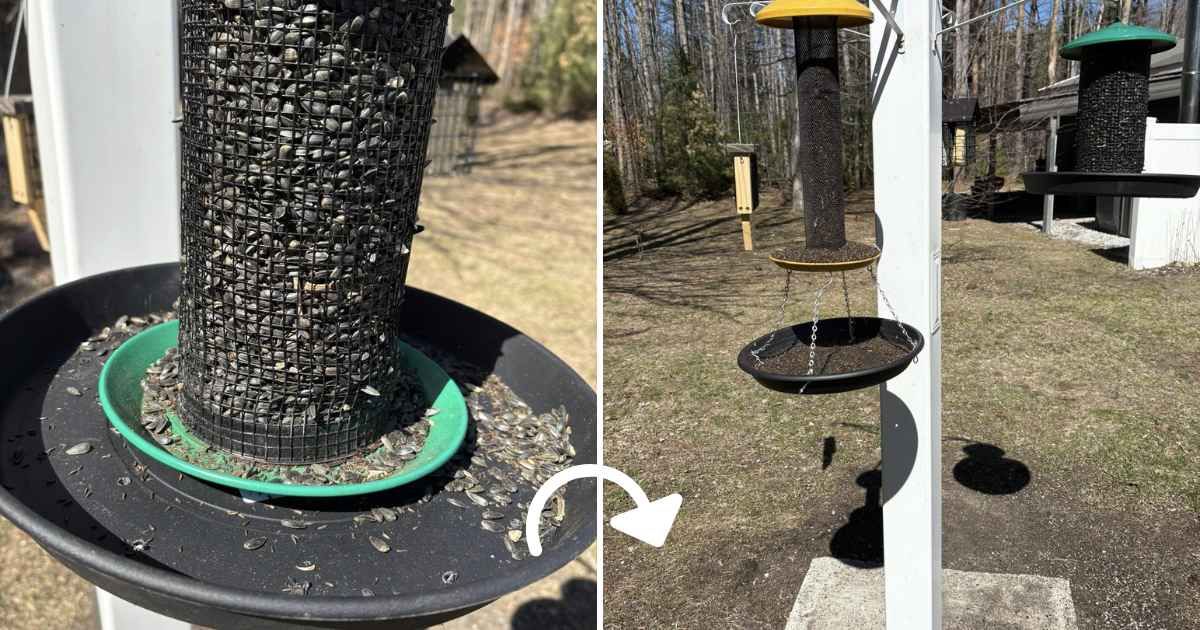 Will Seed from My Bird Feeder Grow Weeds