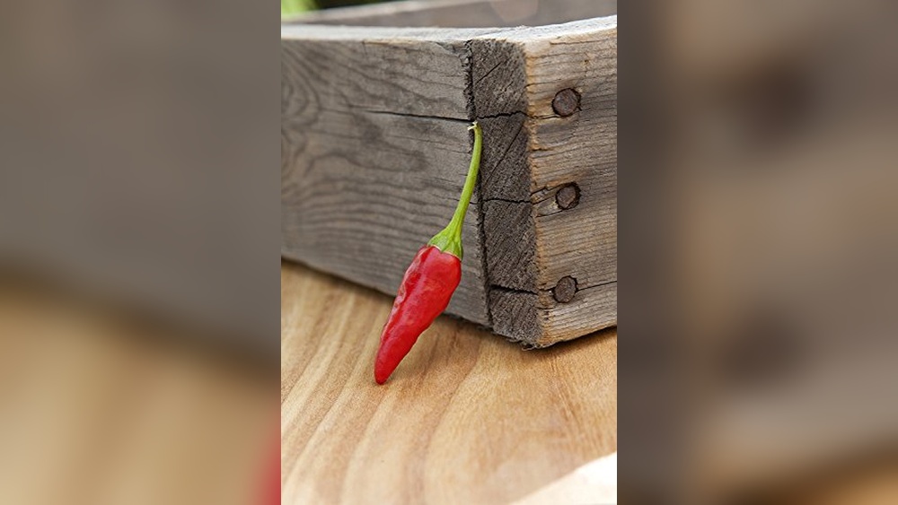 African Bird'S Eye Pepper Seeds