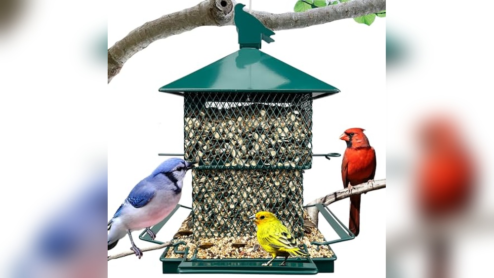 Best Bird Feeders for Blue Jays