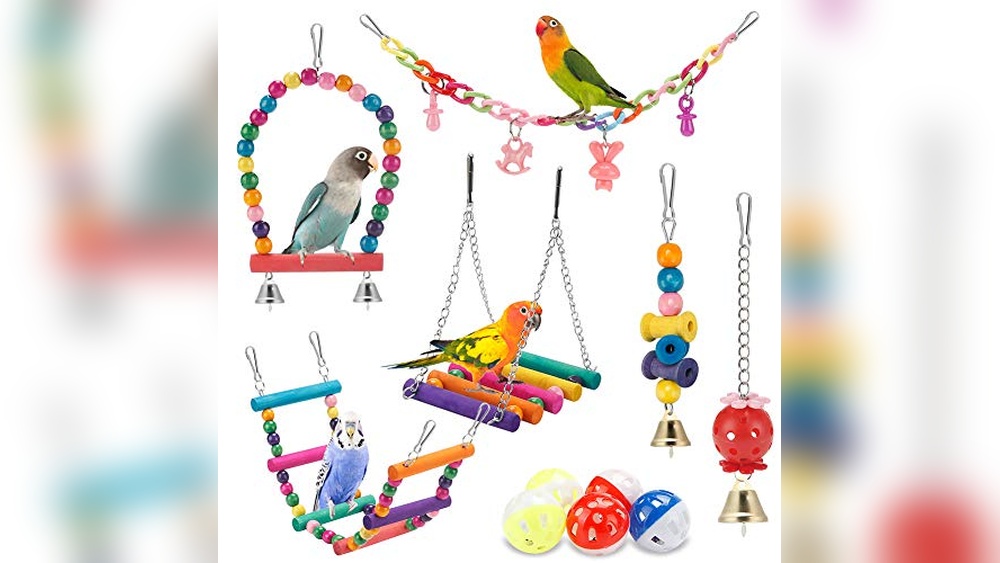 Best Bird for Pets