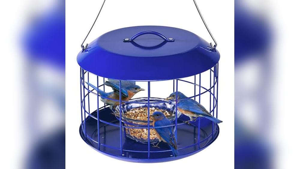 Best Mealworm Bird Feeder