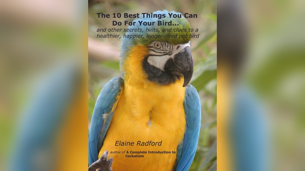 Best Pet Bird Food