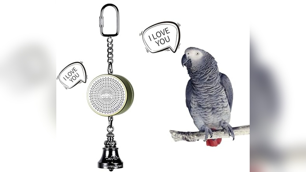 Best Talking Birds As Pets