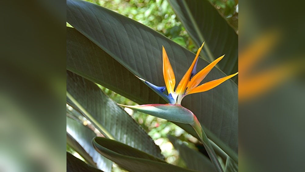 Birds of Paradise Seed