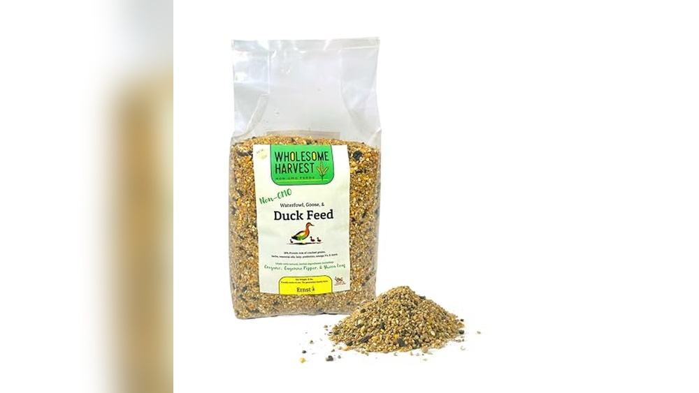 Canada Goose Bird Food