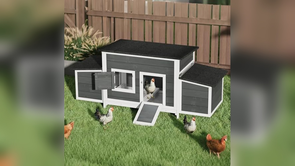 Chicken Coop 6 Birds