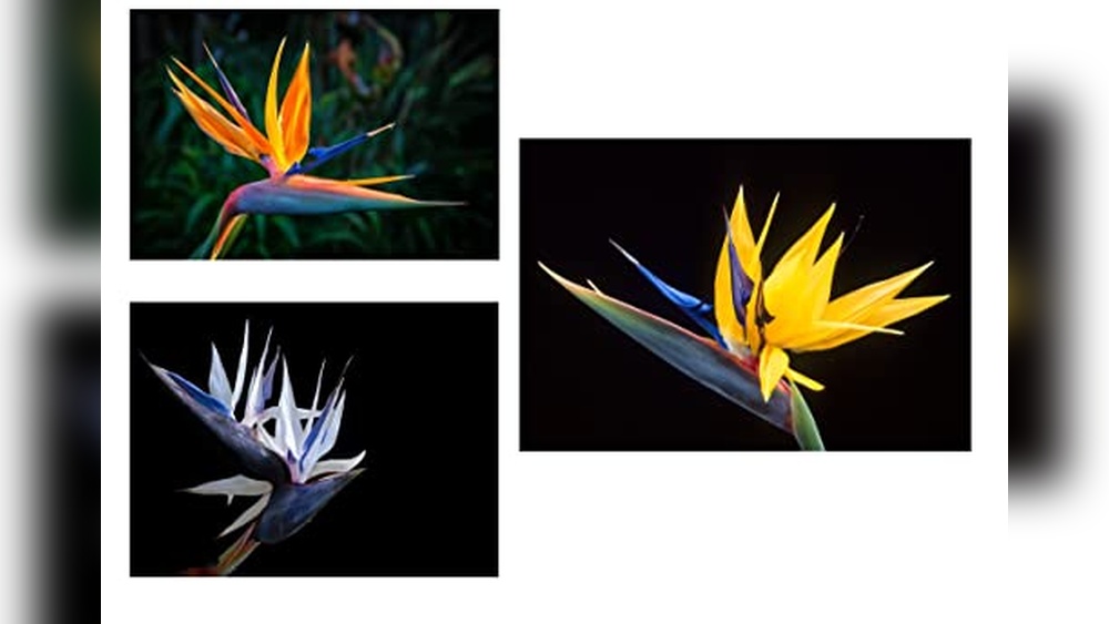 White Bird of Paradise Seeds